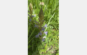C'est une Orobanche pourprée
